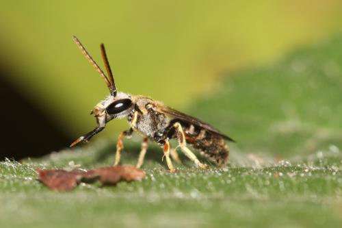 Lasioglossum sp.