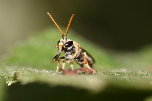 Lasioglossum sp.