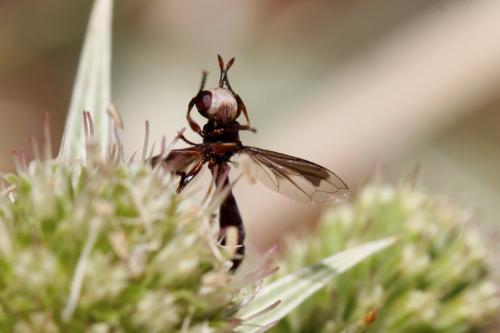 Réf. 194 456 : Physocephala pusilla