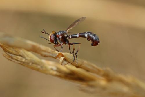 Réf. 194 455 : Physocephala pusilla