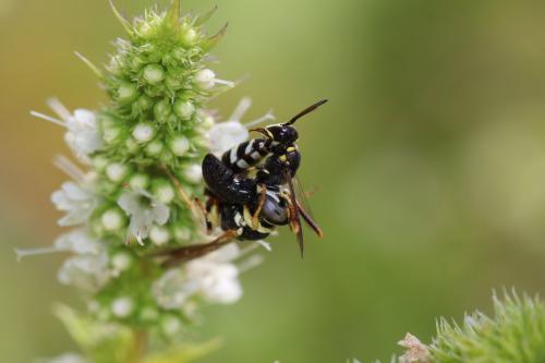 Philanthus pulchellus
