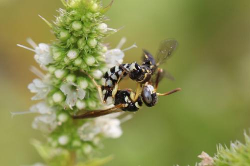 Philanthus pulchellus