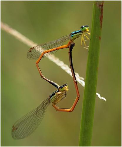 Réf. 194 895 : Minagrion waltherii