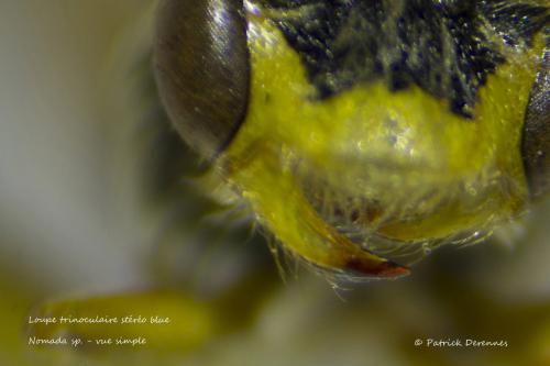 Réf. 194 337 : Macroscope sp.