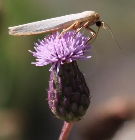 Réf. 194 434 : Eilema sp.