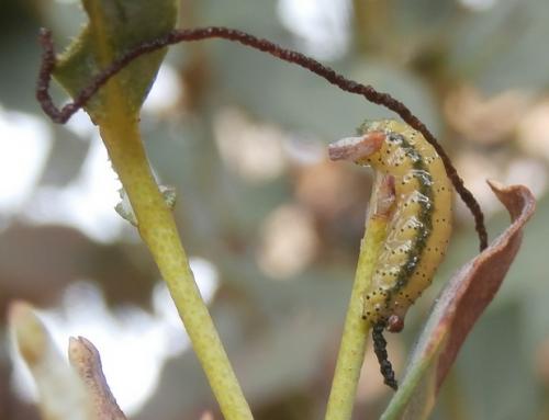 Réf. 194 608 : Gonipterus scutellatus