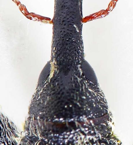 Lixus sp.