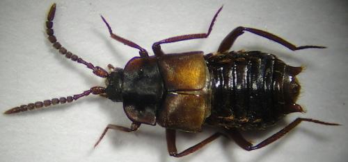 Lomechusa sp.