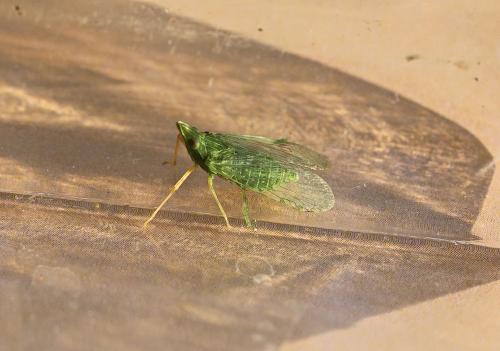 Réf. 194 033 : Dictyophara multireticulata