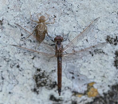 Réf. 194 903 : Trithemis annulata