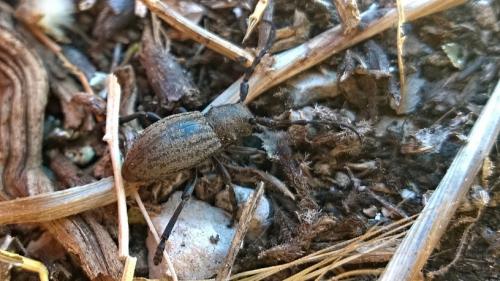 Iberodorcadion marmottani