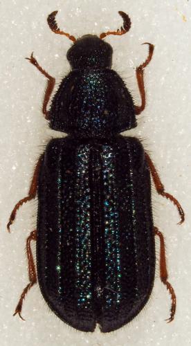 Melyris sp.