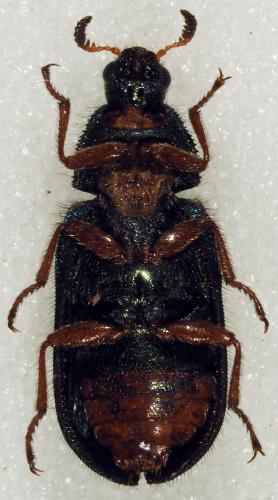 Melyris sp.