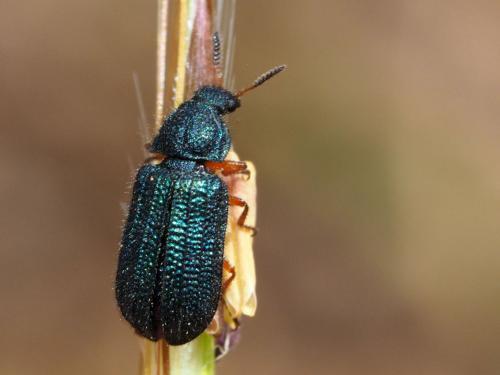 Melyris sp.