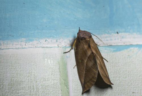 Réf. 194 060 : Eudocima sp.