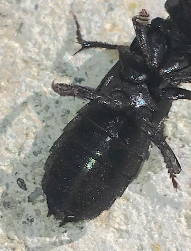 Ocypus sp.