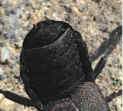Ocypus sp.