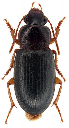 Réf. 194 428 : Ophonus rufibarbis