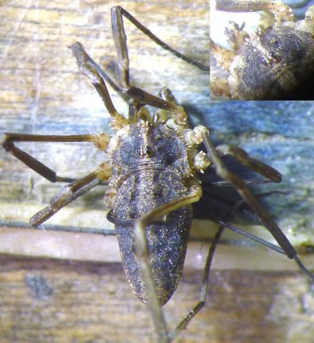 Odiellus troguloides