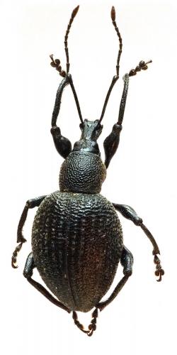 Réf. 194 845 : Otiorhynchus pseudonothus