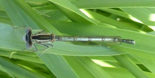 Platycnemis pennipes