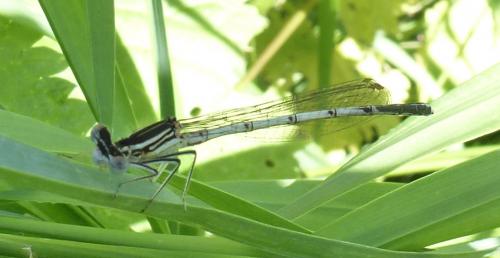Platycnemis pennipes
