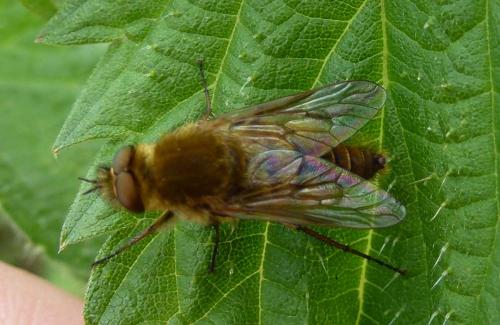Thereva sp.