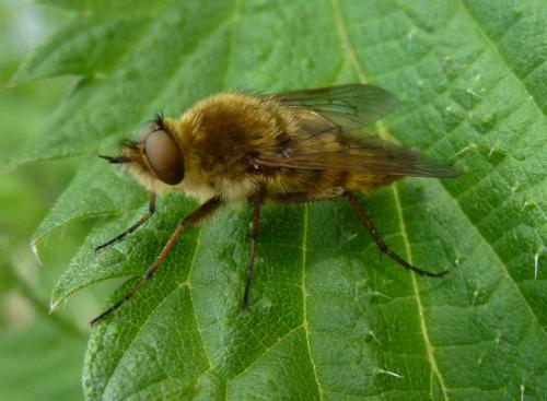 Thereva sp.