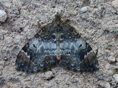 Dysstroma sp.