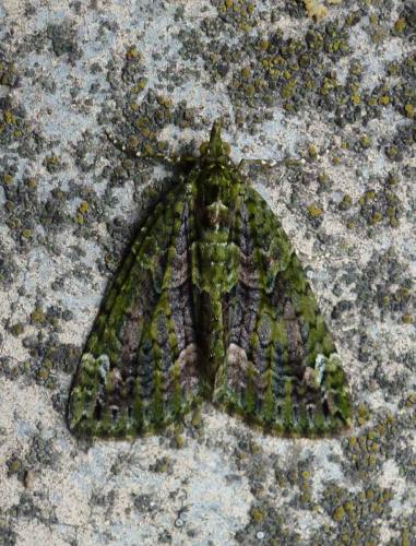 Chloroclysta siterata