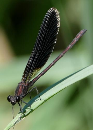 Calopteryx haemorrhoidalis