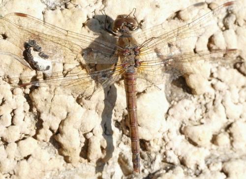 Sympetrum striolatum