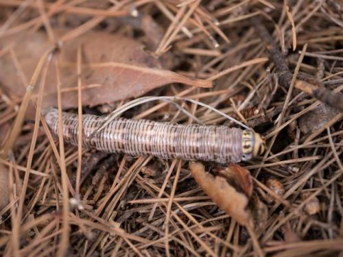 Sphinx maurorum