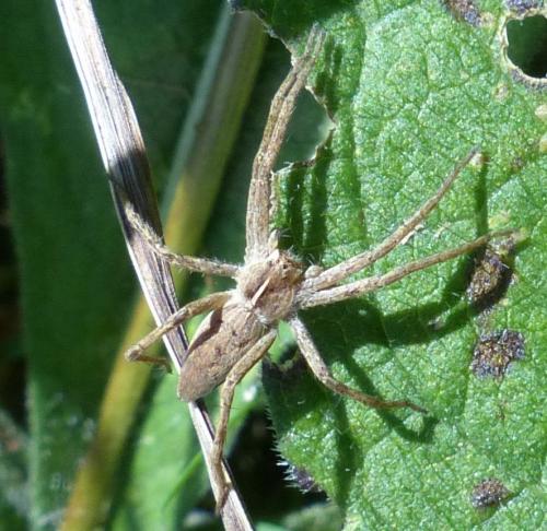 Pisaura mirabilis