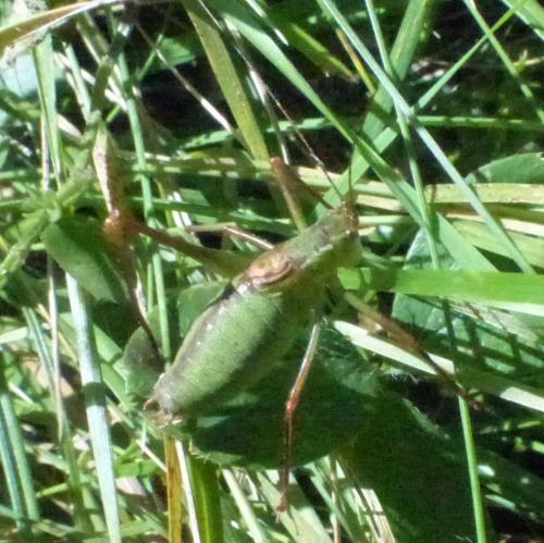 Leptophyes punctatissima