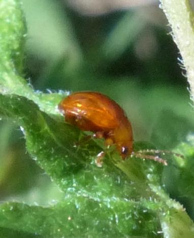 Réf. 194 287 : Sphaeroderma sp.