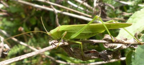 Réf. 194 986 : Phaneroptera falcata