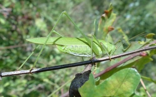 Réf. 194 916 : Phaneroptera falcata