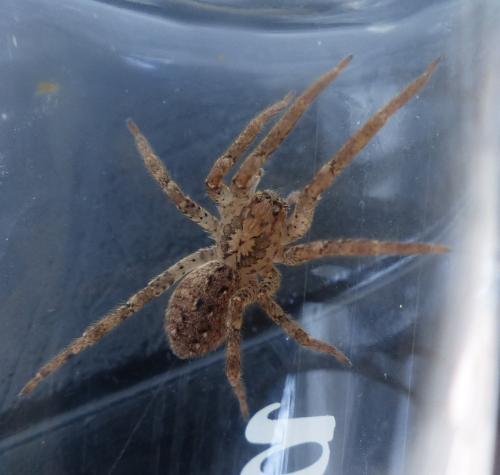 Zoropsis spinimana