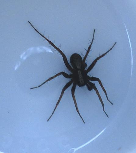Pardosa sp.
