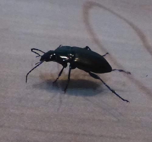 Poecilus cupreus