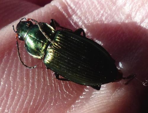 Réf. 194 813 : Poecilus cupreus