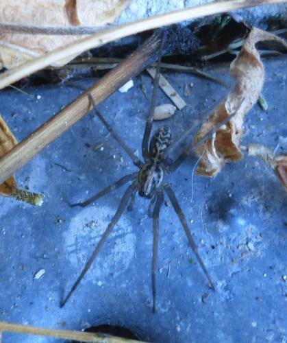 Eratigena sp.