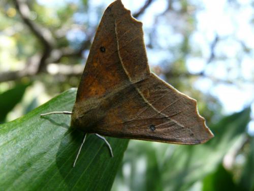 Odontopera arida