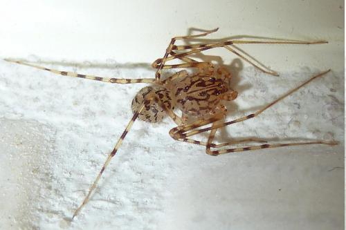 Réf. 194 753 : Scytodes thoracica
