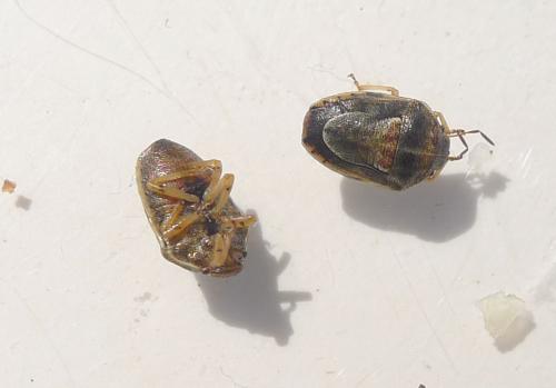 Réf. 194 723 : Neottiglossa leporina