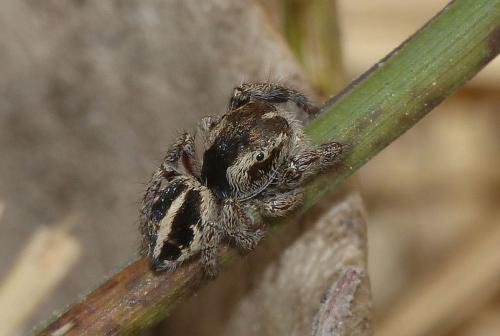 Pellenes sp.