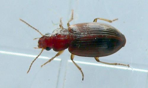 Réf. 194 896 : Bradycellus verbasci