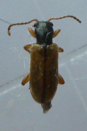Orsodacne humeralis