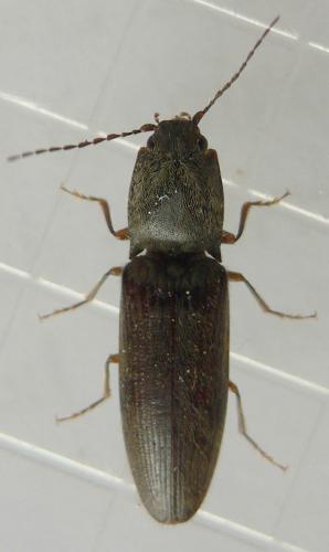 Réf. 194 824 : Athous haemorrhoidalis